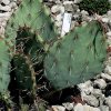 Opuntia_atrispina_2